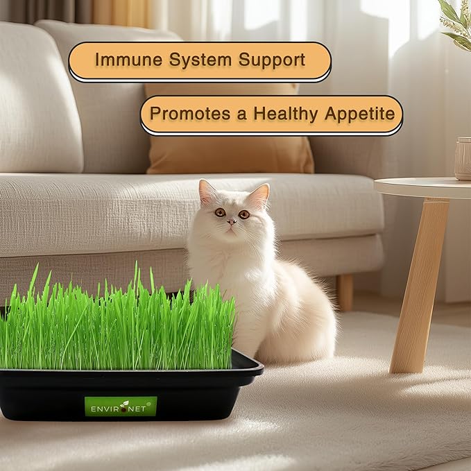 Hydroponic Cat Grass for Indoor Cats | Organic Cat Grass Seeds Mix with Black Low-Top Planter | Pet Safe and Non-GMO | Natural Indoor Grass for Cats' Digestion Health
