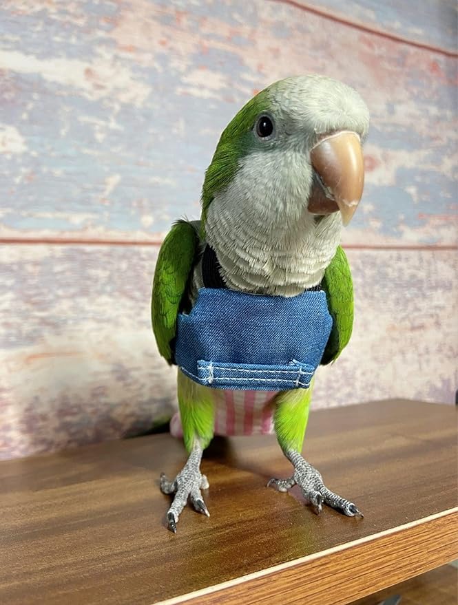 Bird Flight Harness Vest, Parrot Suit with Leash for Cockatiels Conures Budgies Lovebirds African Grey, Flying Clothes Rope and Handle Outdoor Activities Training (Medium)
