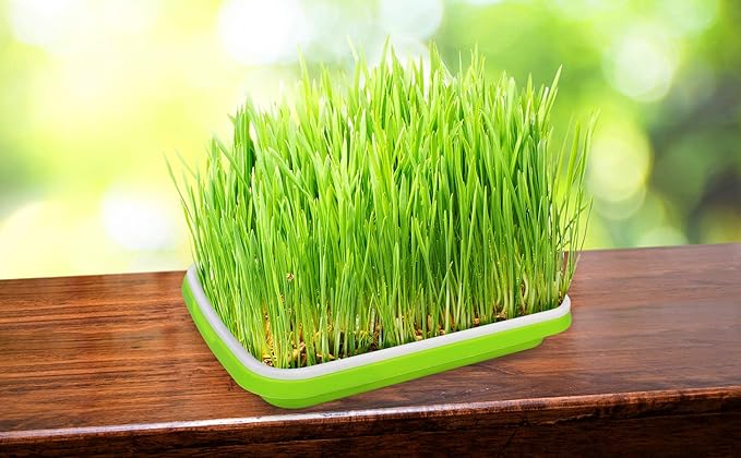 Gardzen 5-Pack Sprouts Growing Kit, Bean Sprouts Tray, Soil-Free Sprouting Tray, Ideal for Mung, Wheatgrass, Indoor Gardening