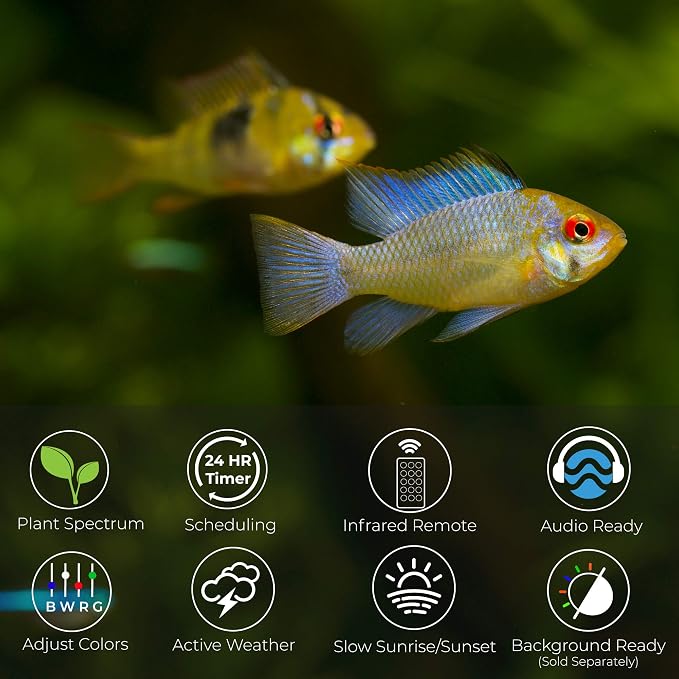 CURRENT USA 18-24" Inch White Full Spectrum Freshwater LED Aquarium Plant Light 10 15 20 25 Gallon | Satellite Plus RGB+ for Aquariums | Wireless 24 Hour Timer Remote Fish Tank Planted Lighting (4320)