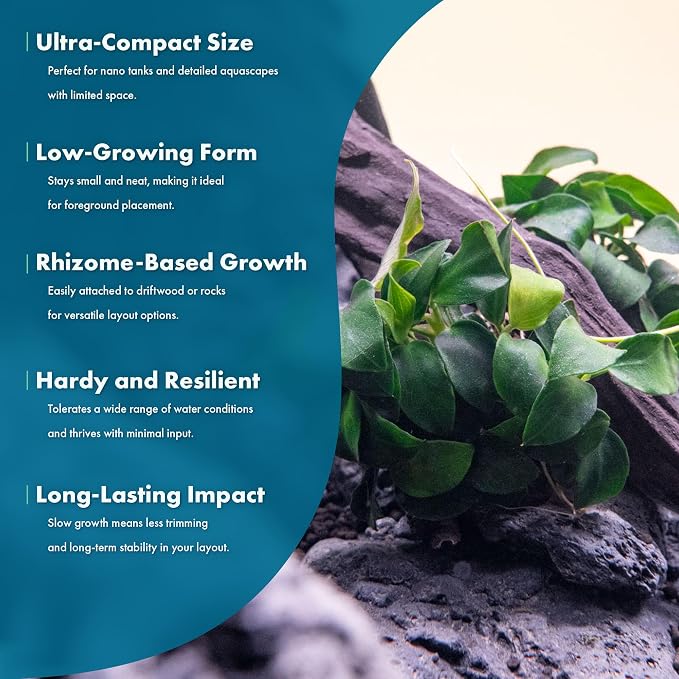 Anubias Live Aquarium Plants - Potted Freshwater Plant for Fish Tanks, Terrariums - Beginner Friendly Low Light (Nana Petite, 5 Pots)