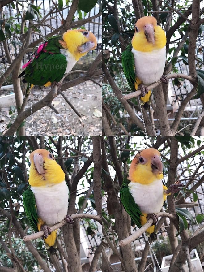 Hypeety Beauty Parrot Adjustable Bird Harness and Leash Outdoor Flying Anti-bite for Bird Parrot African Grey Cockatoo Macaw Ringneck Parakeet Cockatiel Small Size Birds