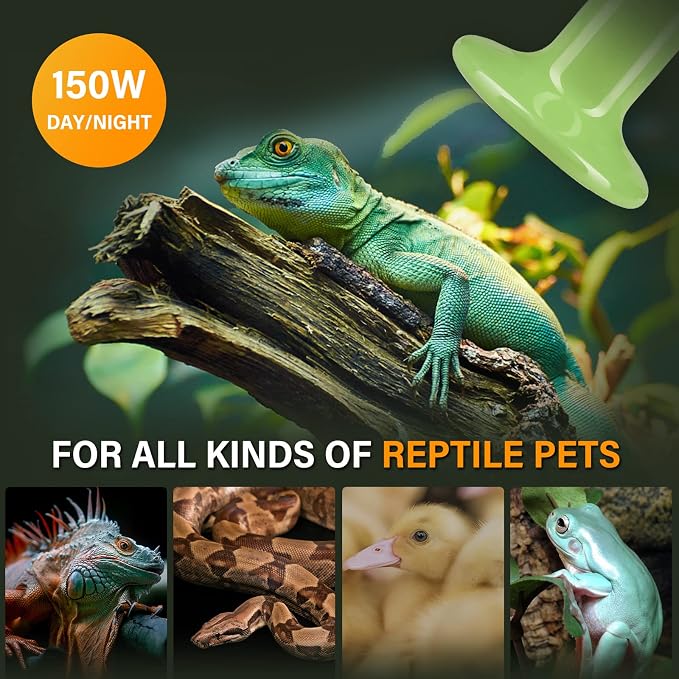 Simple Deluxe 150W 2-Pack Ceramic Heat Emitter Reptile Heat Bulb No Light, LCD Digital Aquarium Thermometer, for Reptile Amphibian, 2 Pack, Green