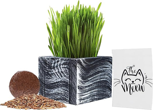 Cat Grass for Indoor Cats - Christmas Organic Cat Grass Kit: 4.25" Square Planter with Organic Seeds, Soil Pucks, Hand Made in the USA (Green Gold)