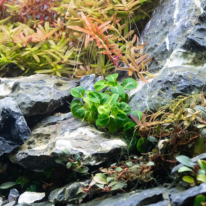 Anubias Live Aquarium Plants - Potted Freshwater Plant for Fish Tanks, Terrariums - Beginner Friendly Low Light (Stardust Mini, 1 Pot)