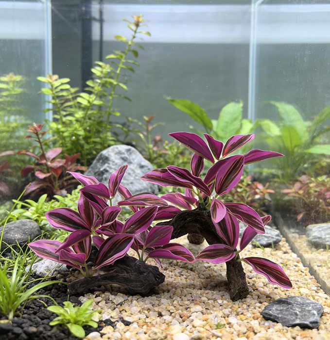 M2cbridge Fish Tank Plastic Soft Grass Artificial Betta Water Plants Purple | zero maintenance, soft without scratching, healthy underwater home