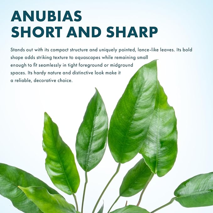 Anubias Live Aquarium Plants - Potted Freshwater Plant for Fish Tanks, Terrariums - Beginner Friendly Low Light (Short and Sharp, 1 Pot)