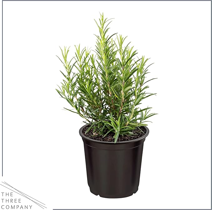 Live Aromatic and Edible Herbs - Assorted Varieties (4 Per Pack) - Lemon Verbena, Eucalyptus, Mint, Lavender - 6" Tall by 3" Wide in 1 Pint Pot