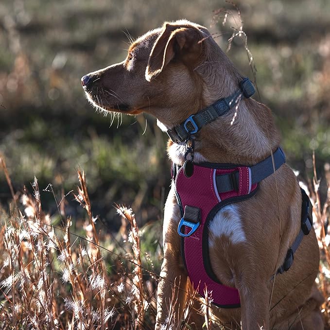 Embark Adventure Large Dog Harness – No-Pull, Reflective Trim, Military-Grade Nylon, Front Clip with Gel-Lined Handle