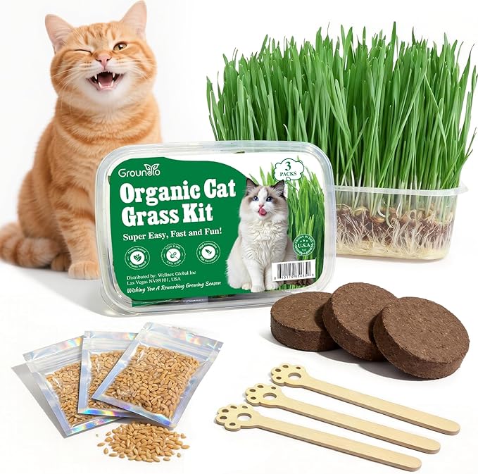 Groundio Cat Grass Seeds, All in 1 Cat Grass Growing Kit for Indoor Cats, Organic Wheat & Oat Seed with 98% High Germination Rate, Heirloom | Non-GMO | Coco Coir | BPA Free Container