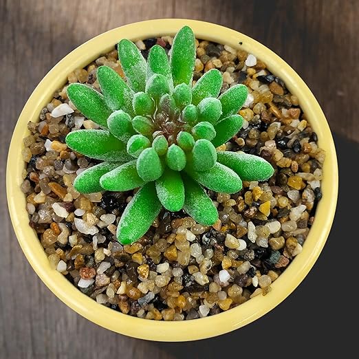 40LB Coarse Sand, Colored Rocks Pebbles, Quartz Sand for Cactus Bonsai, Succulent Plant Bonsai Paving, Vase Filling Decoration, Natural Sand for Fish Tank Decoration Paving(2-4mm)