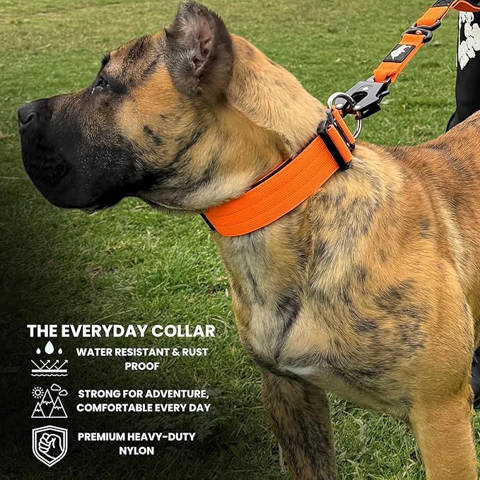 Heavy Duty Dog Collar, Tactical Dog Collar, Dog Collars for Medium Dogs, Waterproof Dog Collar, Dog Training Collar, Quick-Release Metal Buckle, Adjustable Sizes – BULLYBREED (Orange, Medium)