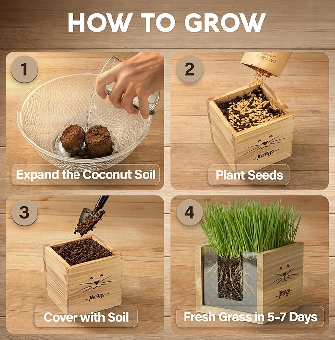 Cat Grass Kit for Indoor Cats – x2 Seed Packets | Cat Grass Seeds with Wooden Planter & Soil for Nipping & Nibbling – Pet Wheatgrass Grass