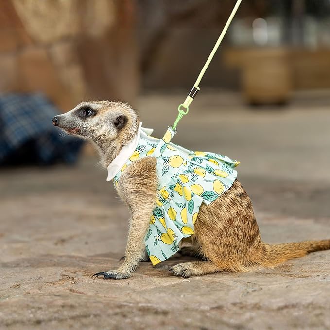 SMOLKITH Rabbit Clothes - Bunny Adjustable Summer Lemon Print Dress with Leash, Small Animal Apparel for Walking - Fits Meerkats, Chinchillas, Guinea Pigs, Marmots and More