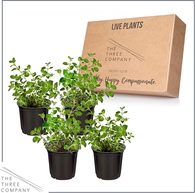 Live Aromatic and Edible Herb - Oregano (4 Per Pack), Loaded with Antioxidants, 8" Tall by 4" Wide in 1 Pint Pot