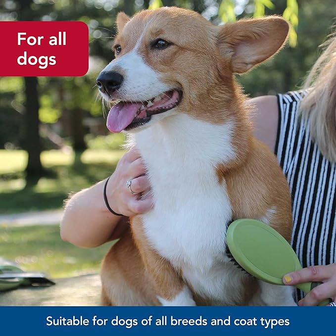 Coastal Safari Bristle Dog Brush - Gentle Grooming Brush for All Coat Types - Removes Dog Hair & Offers Natural Oil Distribution - Small