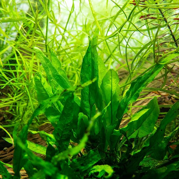 Java Fern Live Aquarium Plants - Freshwater Plant for Fish Tanks - Beginner Friendly, Low Light (Java Fern, Bare Root (5 Pieces))
