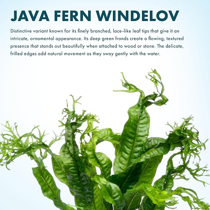 Java Fern Live Aquarium Plants - Potted Freshwater Plant for Fish Tanks - Beginner Friendly, Low Light (Windelov, 1 Pot)