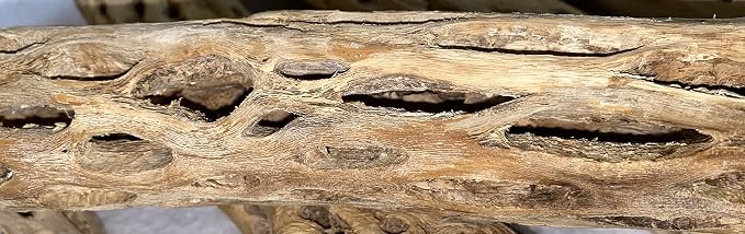 Awesome Aquatic XL Cholla Wood Tubes, Teddy Cane, 12" x 2–3" | XL Hideouts • Hollow tubes • Natural biofilm surface • Secure hideouts • Shrimp plecos hermit crabs reptiles • Natural décor