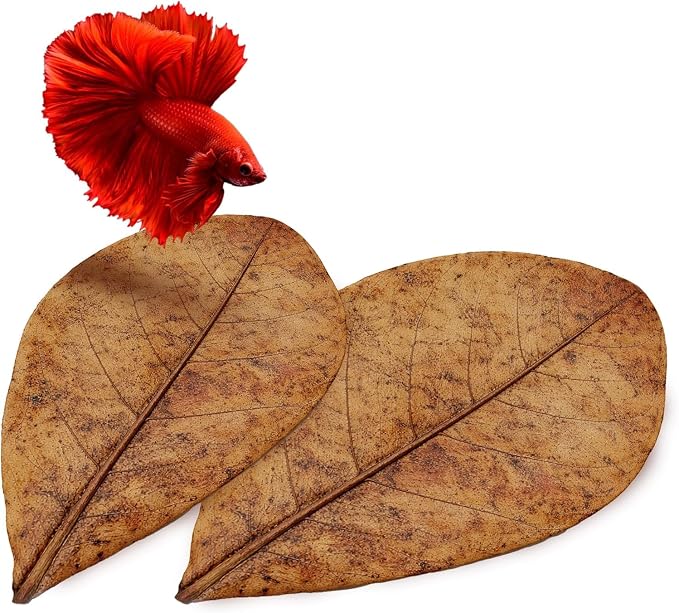 SunGrow 10 Indian Almond (Catappa) Leaves for Betta Fish - Aquarium Water Conditioner, Adds Tannins, Lowers pH, Enhances Color, Stress Relief, Water Softening Treatment, 4-7 Inches