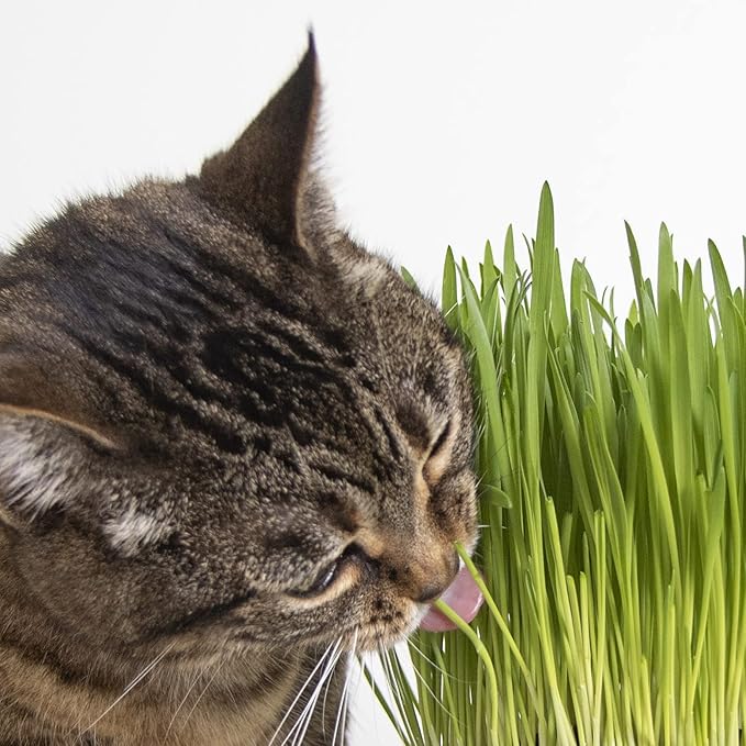 SmartyKat Sweet Greens Cat Grass Seed Grow Kit - 1 Ounce (Pack of 4)