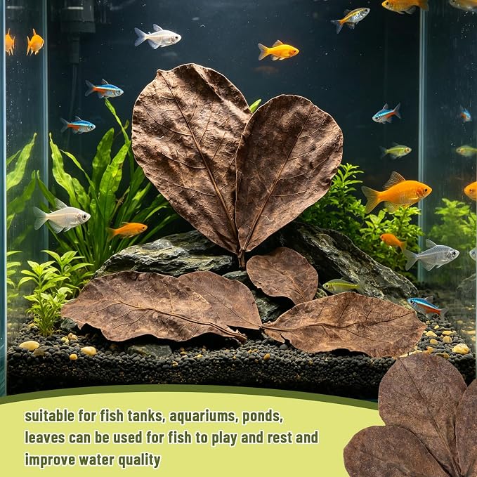 LeonBach 50 Pcs Indian Almond Leaves for Aquariums, 5-8 Inches | 125g Large Catappa Leaves for Betta Fish, Creates Native Environment, Fish Shrimp Tank Decorations, Water Conditioner