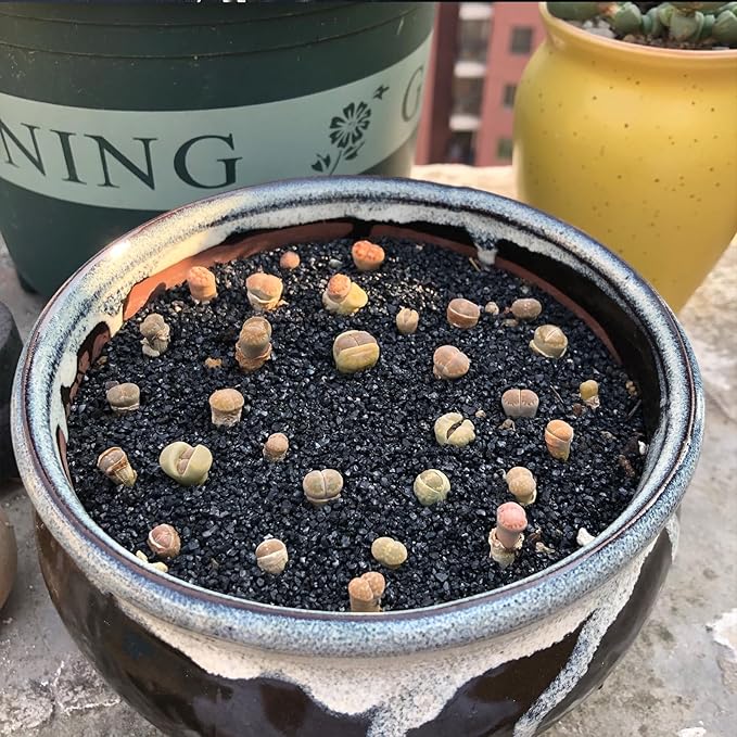 FANTIAN 20 lbs Black Silica Sand. Decorative Aquarium Gravel Substrate for Fish Tank, Plants Potted, Fire Pits, Candle, Vase Filler and Crafts