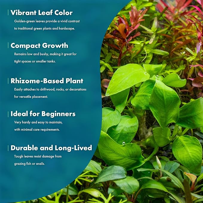Anubias Live Aquarium Plants - Potted Freshwater Plant for Fish Tanks, Terrariums - Beginner Friendly Low Light (Nana Golden, 5 Pots)