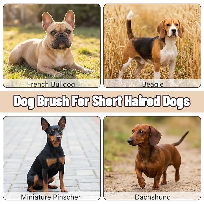 Soft Boar Bristle Dog Brush for Short Haired, Gentle Deshedding & Grooming Tool, Ideal Pet Hair Brush, Wood Handle Soft Pets Hairs Brushes for Short Hair Cats and Small Dogs, Small