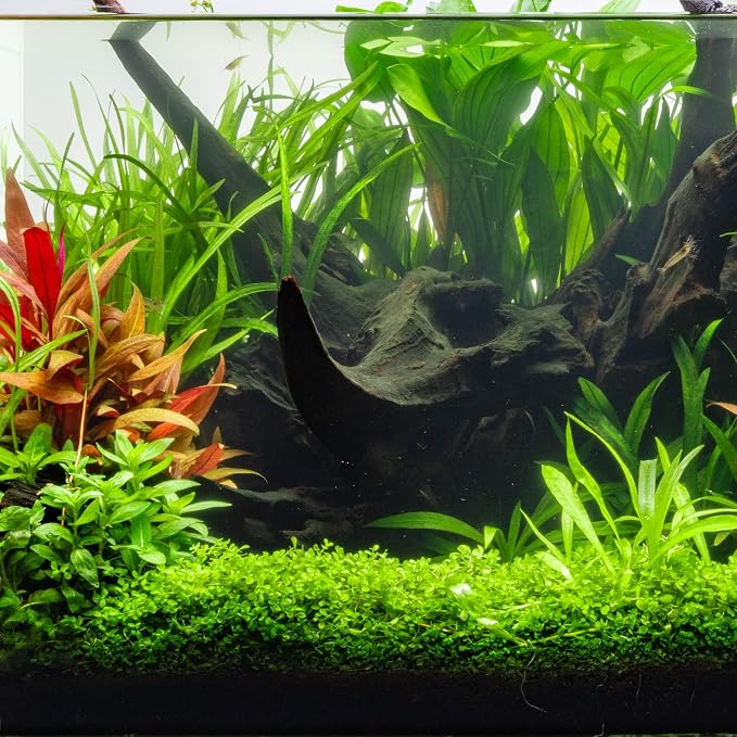 Ultum Nature Systems Driftwood - Amazon Drift Wood for Fish Tank, Planted Tank, Terriarium, Paludarium - Versatile Natural Driftwood Decor, Events Wood Centerpiece - Amazon Wood, L 15-21", 5 Pack