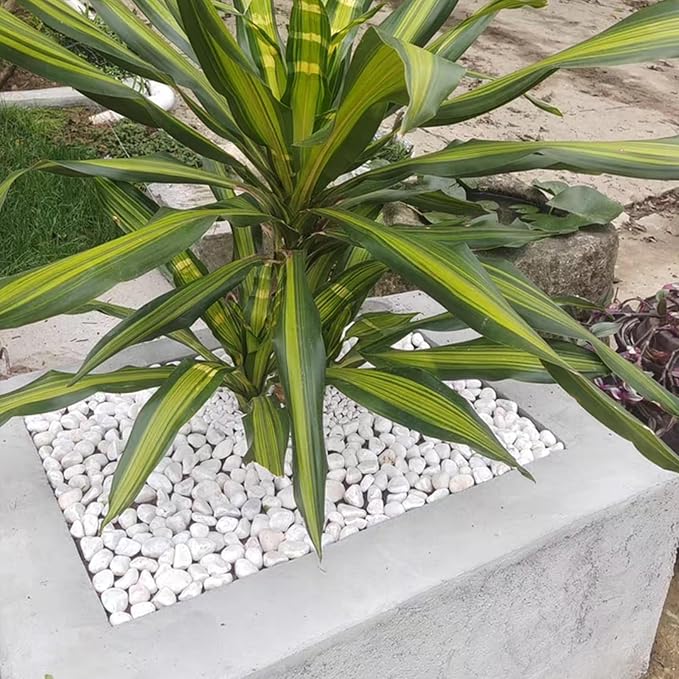FANTIAN 40 lbs White Rocks for Landscaping, 1-2 Inch White Gravel. Decorative Pebbles Stones for Plants, Vases, Craft and Garden