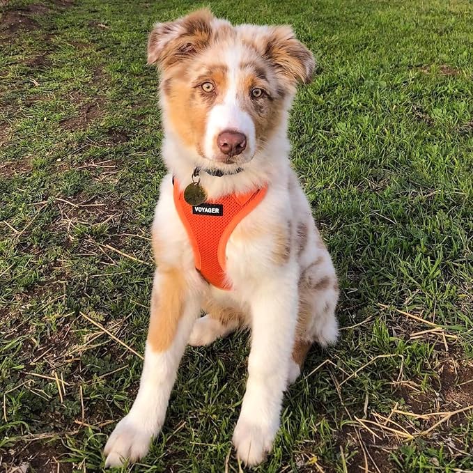 Best Pet Supplies Voyager Step-in Air All Weather Mesh Harness and Reflective Dog 5ft Leash Combo with Neoprene Handle, for Small, Medium and Large Breed Puppies - Orange, X-Large