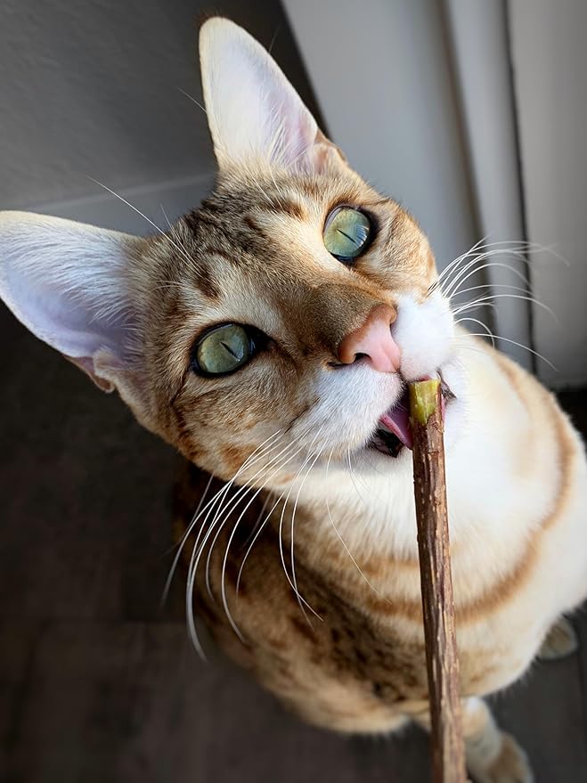 Meowy Janes Extra Long Matatabi Chew Sticks - 2X Length - an All Natural Silvervine Cat Toy and Cat Treat - Catnip Alternative