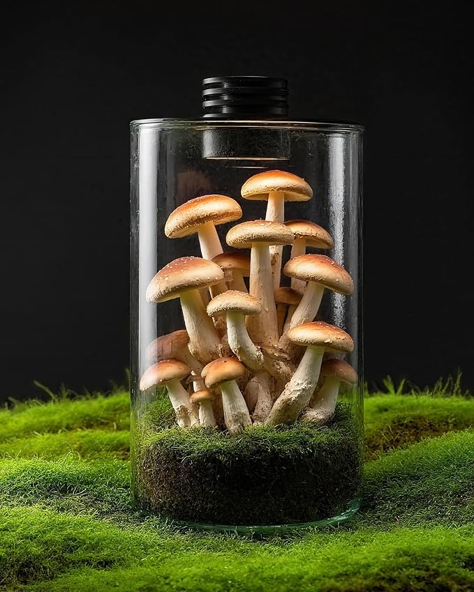 Desktop Glass Terrarium with Grow Light (9.8" H x 5.9" D) - for Succulents, Moss, Mini Gardens, Betta Fish Tanks, Mushroom Cultivation | Indoor Plant Growth | Office/Home Decor | Plant Lover Gifts
