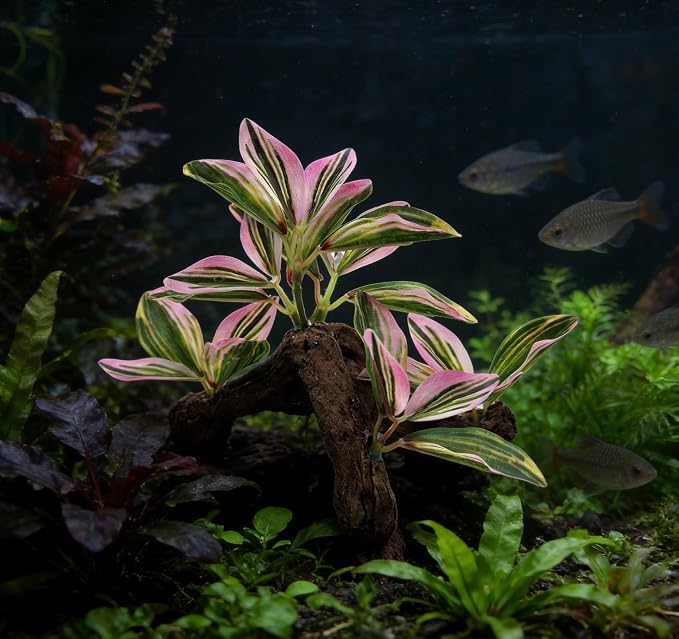 M2cbridge Fish Tank Plastic Soft Grass Artificial Betta Water Plants Pink | zero maintenance, soft without scratching, healthy underwater home