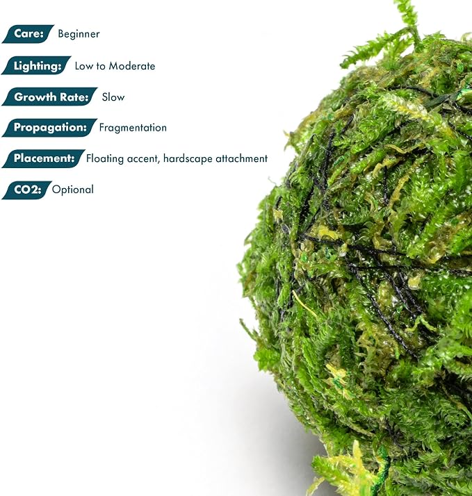 Live Planted Decor - Christmas Moss Ball - Deep Green Freshwater Aquatic Plant, Low Light Aquarium Hardscape Accent for Aquascaping, Moderate Growth Rate - 1 Pack
