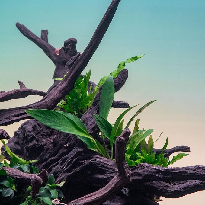 Anubias Live Aquarium Plants - Potted Freshwater Plant for Fish Tanks, Terrariums - Beginner Friendly Low Light (Congensis, 3 Pots)