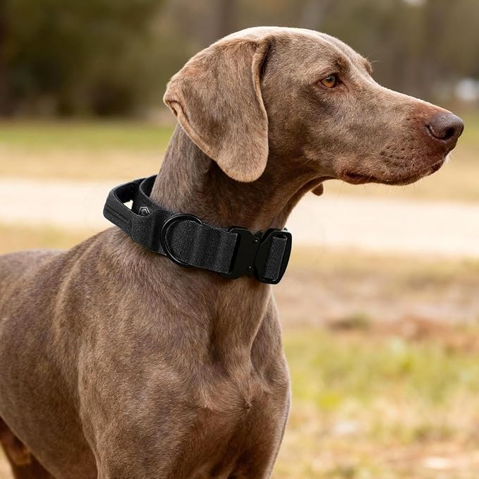 Tactical Thick Dog Collar, Adjustable Training Nylon Dog Collar, Heavy Duty Metal Buckle & Control Handle for Small Medium Large Dogs (M, Black)