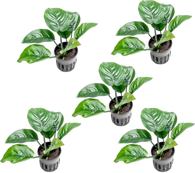 Anubias Live Aquarium Plants - Potted Freshwater Plant for Fish Tanks, Terrariums - Beginner Friendly Low Light (Barteri Butterfly, 5 Pots)