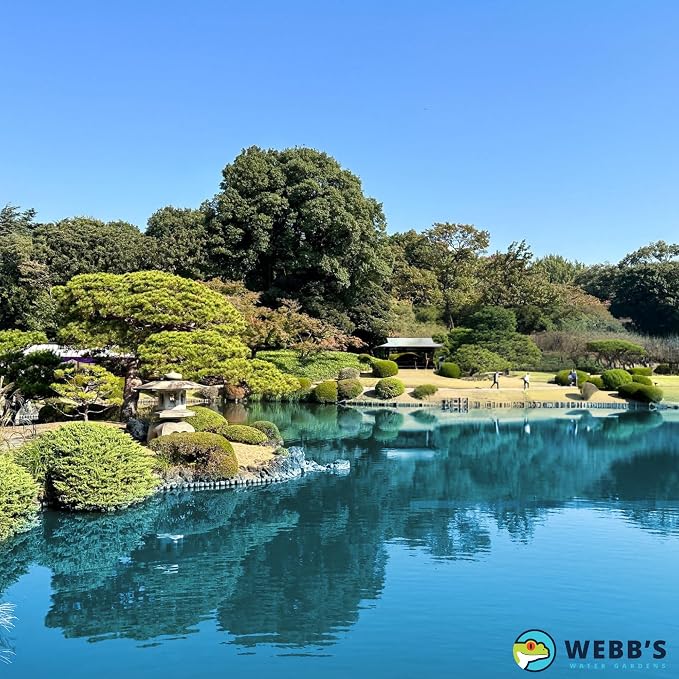 Webb's Water Garden All Season Beneficial Bacteria for Ponds, Enhances Water Clarity and Reduces Odors, Safe for Fish and Plants - 32 Fluid Oz