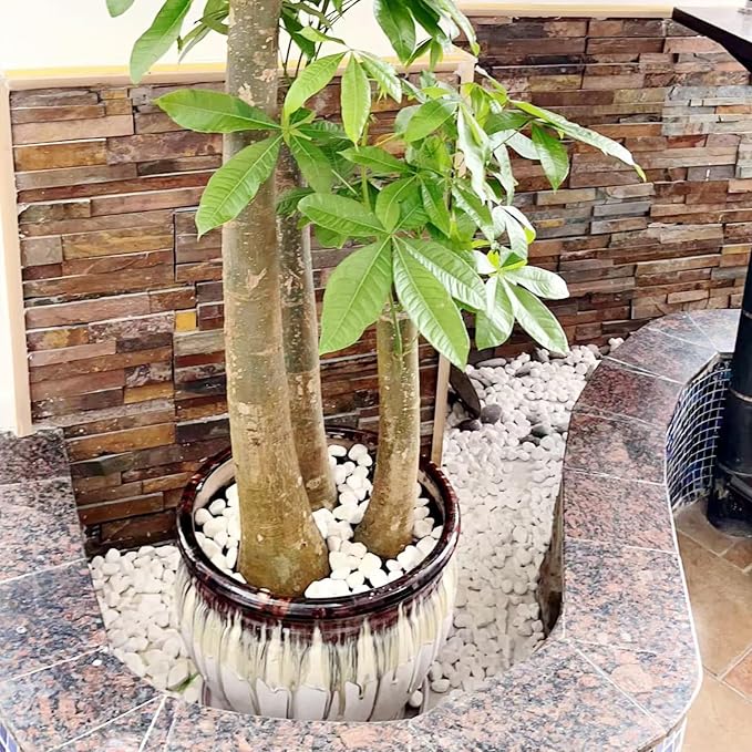 FANTIAN 20 lbs White River Rocks for Landscaping, 0.5-1 Inch Pebbles for Indoor Plants, Decorative Stones for Succulent, Cactus, Vases, Aquariums, Crafting and Garden