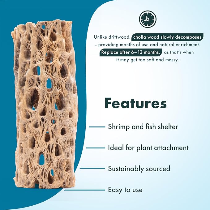 Natural Cholla Wood - Driftwood for Aquariums, Air Plant Base, Hermit Crab and Freshwater Shrimp Hideout, Fish Tank Decoration, Chinchilla Chews, Reptile Habitat Wood - 4 Inch, 1pc