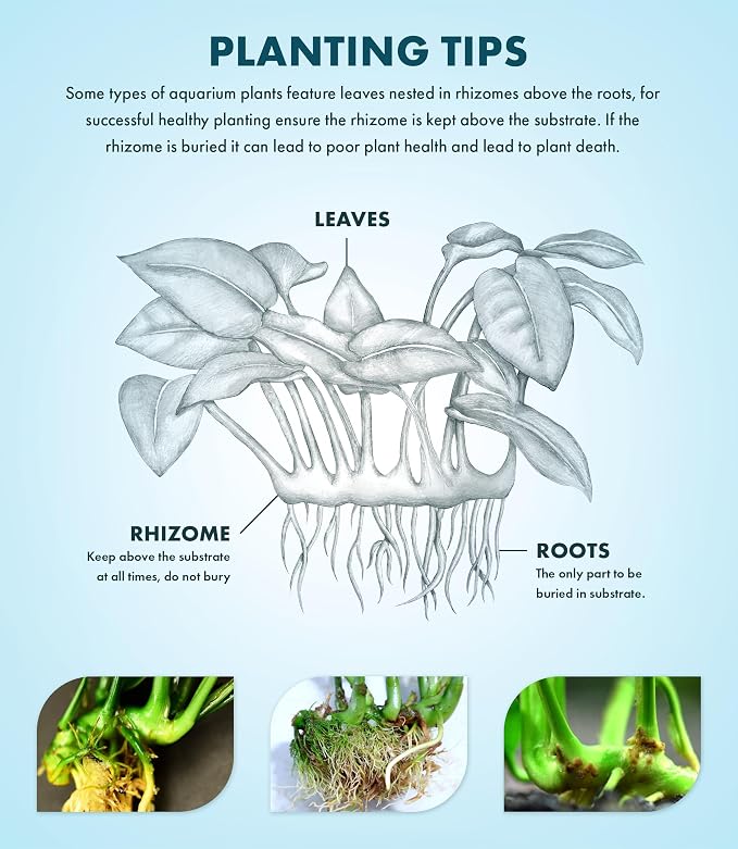 Anubias Live Aquarium Plants - Potted Freshwater Plant for Fish Tanks, Terrariums - Beginner Friendly Low Light (Barteri Butterfly, 5 Pots)