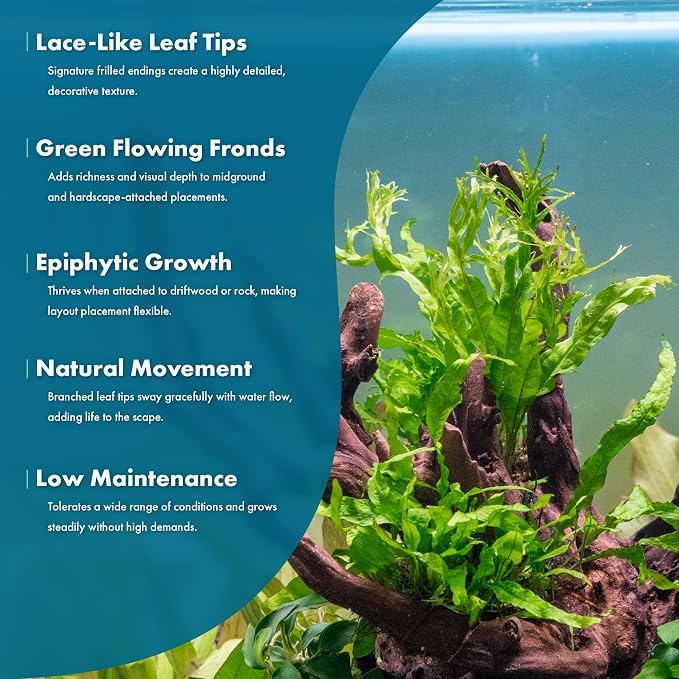 Java Fern Live Aquarium Plants - Potted Freshwater Plant for Fish Tanks - Beginner Friendly, Low Light (Windelov, 5 Pots)