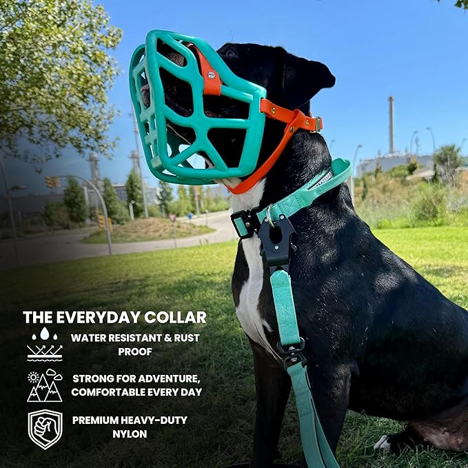 Tactical Dog Collar for Puppy, Heavy Duty Puppy Collar, Dog Collar for Small Dogs, Waterproof Dog Collar, Dog Training Collar, Quick-Release Buckle, Adjustable Sizes – BULLYBREED (Aquamarine, Small)