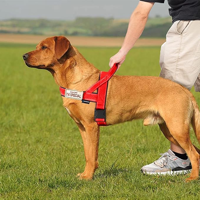 Annchwool No Pull Dog Harness with Soft Padded Handle-Reflective Strip Escape Proof and Quick Fit to Adjust Dog Harness-Easy for Training Walking for Small & Medium and Large Dogs(Red,XS,1 in Width)