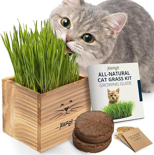 Cat Grass Kit for Indoor Cats – x2 Seed Packets | Cat Grass Seeds with Wooden Planter & Soil for Nipping & Nibbling – Pet Wheatgrass Grass