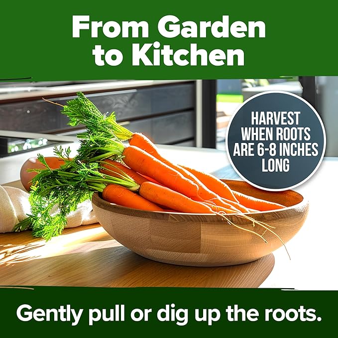 HOME GROWN Tendersweet Carrots Seeds 6000+ Heirloom Non-GMO Seeds for Planting, High Germination,Sweetest Coreless Root Vegetable,Crunchy Summer Garden,Great for Canning (Daucus carota subsp. sativus)