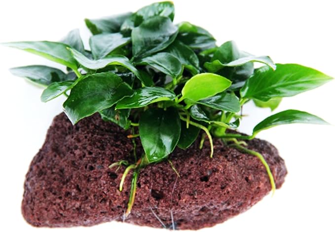(Anubias Nana Petite Lava Stone) Anubias, Java Fern, Moss and More! Freshwater Live Aquarium Plants on Driftwood for Aquatic Tropical Fish Tank Decorations - Easy to Drop