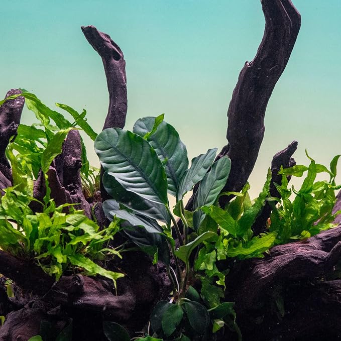 Anubias Live Aquarium Plants - Potted Freshwater Plant for Fish Tanks, Terrariums - Beginner Friendly Low Light (Barteri Coffeefolia, 1 Pot)